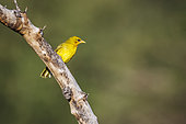 Spectacled Weaver (Ploceus ocularis) standing on a branch isolated in natural background in Kruger National park, South Africa