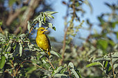Spectacled Weaver (Ploceus ocularis) perched on bush in Kruger National park, South Africa