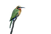 White fronted Bee eater (Merops bullockoides) standing on a branch isolated in white background in Kruger National park, South Africa