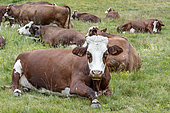 Abondance cows herd resting in alpine pasture , Haute-Tarentaise, Savoie, France