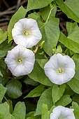 Hedge bindweed (Convolvulus sepium), Cotes-d'Armor, France
