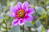 Collerette dahlia 'Skyfall', Dahlia 'Skyfall', flower