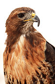 Portrait of an adult Harris hawk (Parabuteo unicinctus) on white background