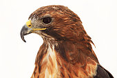 Portrait of an adult Harris hawk (Parabuteo unicinctus) on white background