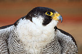 Portrait of an adult Peregrine Falcon (Falco peregrinus)