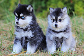 Pomsky puppies sitting in the grass