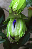 Bud a blue passion flower