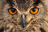 Portrait of an Eagle Owl (Bubo bubo)