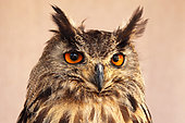 Portrait of an Eagle Owl (Bubo bubo)