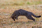 Wild Cat (Felis silvestris), Hunting voles on recently mown meadows, Boca del Huergano, Province of Leon, Castilla y Leon, Spain