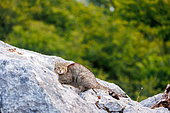 Wild Cat (Felis silvestris), On rock, Boca del Huergano, Province of Leon, Castilla y Leon, Spain