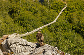 Golden Eagle (Aquila chrysaetos), on mountain rocks, Boca del Huergano, Province of Leon, Castilla y Leon, Spain