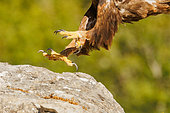 Golden Eagle (Aquila chrysaetos), landing on mountain rock, Boca del Huergano, Province of Leon, Castilla y Leon, Spain