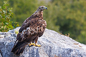 Golden Eagle (Aquila chrysaetos), on mountain rocks, Boca del Huergano, Province of Leon, Castilla y Leon, Spain