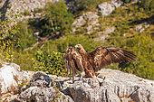 Golden Eagle (Aquila chrysaetos), on mountain rocks, Boca del Huergano, Province of Leon, Castilla y Leon, Spain