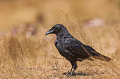 Common crow (Corvus corone) in a meadow, Boca del Huergano, Province of Leon, Castilla y Leon, Spain