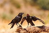 Common crow (Corvus corone) feeding is chick in a meadow, Boca del Huergano, Province of Leon, Castilla y Leon, Spain