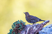 Young Blackbird, on a rock in the mountains, Boca del Huergano, Province of Leon, Castilla y Leon, Spain
