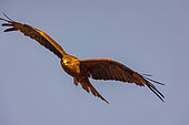 Black Kite (Milvus migrans), in flight, Boca del Huergano, Province of Leon, Castilla y Leon, Spain