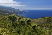 Canary Islands Dragon Tree (Dracaena draco), La Tosca, La Palma, Canary Islands, Spain, Europe