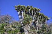Canary canary islands dragon tree (Dracaena draco), Barranco Izcagua, Las Tricias, La Palma, Spain, Europe