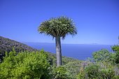 Canary canary islands dragon tree (Dracaena draco), Dragos Salvatierra, Santo Domingo, La Palma, Spain, Europe