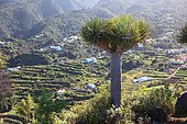 Dragon tree, Drago, view into the landscape at Mirador San Bartolome between the villages of Puntallana and Los Sauces, La Palma, Canary Island, Spain, Europe