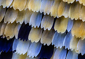 Lycaenid butterfly wing scales, x50