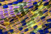 Close-up of Lesser purple emperor (Apatura ilia) wing scales, x35