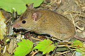 Western Mediterranean Mouse (Mus spretus), Drome, France