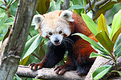 Red panda (Ailurus fulgens) observing in defensive posture, September Southwest China