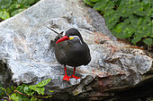 Inca tern (Larosterna inca) adult in nuptial plumage on a rock, Peru