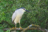 Night-Heron (Nycticorax nycticorax) lying in wait on the edge of a pond, Brenne, France