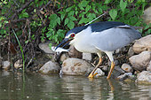 Night heron (Nycticorax nycticorax) catching a fish on the edge of a pond, Brenne, France