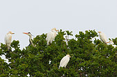 Colony of Cattle Egrets (Bubulcus ibis) and Grey Heron (Ardea cinerea) nesting in an oak tree, South Finistère, France