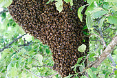 Swarm of Honeybees (Apis mellifera) in an apple tree, Finistère, France