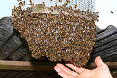 Essaim d'Abeilles mellifères (Apis mellifera) entrant dans une ruchette de capture, Finistère, France