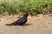 Blackbird (Turdus merula) male taking a bath, Finistère, France