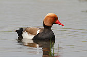 Male Red-crested Pochard (Netta rufina) swimming in a pond, Brenne, France