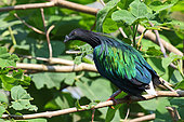 Nicobar pigeon (Caloenas nicobarica) on a branch, Indonesia