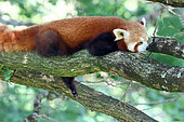 Red panda( Ailurus fulgens) sleeping on a branch, Southwest China