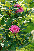 Isabelle Rivière' tree peony (Paeonia suffruticosa). Obtained from Rivière in 1975), flowers