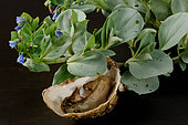 Open Oyster and Oysterleaf (Mertansia maritima). The leaves taste like oysters and are used in gastronomy.