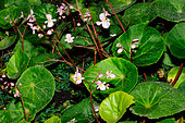 Begonia (Begonia hernandioides) native to the Philippines and described in 1911