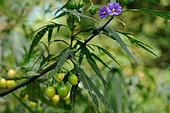 Kangaroo apple (Solanum aviculare) native to Australia. Flowers and fruit