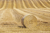Straw roll in a field after wheat harvest, Auvergne, France