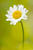 Wild Oxeyedaisy (Leucanthemum vulgare) at the edge of a path in spring, Auvergne, France