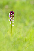Burnt Orchid (Neotinea ustulata) flower on a limestone lawn in spring, Allier, France
