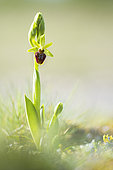 Early Spider-orchid (Ophrys aranifera) against the light on a spring evening, Auvergne, France
