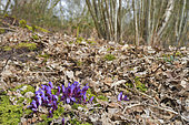 Purple Toothwort (Lathraea clandestina) in a forest in early spring, Auvergne, France